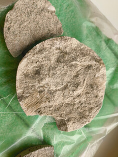 2025-10-30_paleontologie6 2025-10-30_paleontologie6