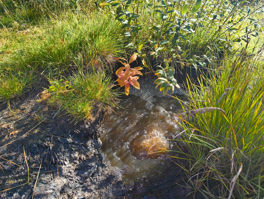 Wet mofette with the bubbles of CO2